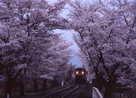 嵯峨野トロッコ列車※日中の時間の乗車となる場合がございます。